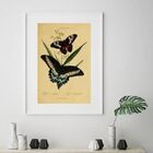 Quadro Vintage Butterflies - 60x48cm Moldura:madeira Branca