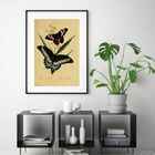 Quadro Vintage Butterflies - 60x48cm Moldura:madeira Branca