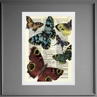 Quadro Vintage - Festa Das Borboletas 24x18cm Moldura:madeira