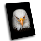 Quadro Visão De Águia -- Br Artes