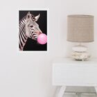 Quadro Zebra Bubble Gum - Fundo Preto 45x34cm - Com Vidro Mol