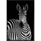 Quadro Zebra Pb 120x80 - Casa Da Moldura