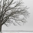 Quadros Decorativos Em Canvas Árvore - Prata - 73x110