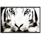 Quadros Decorativos Tigre Branco 130x60 Moldura Preta 2x2