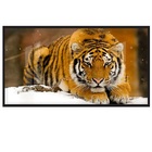 Quadros Decorativos Tigre Neve 130x60 Moldura Preta 2x2