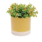 Queijeira Em Cristal Pearl 20x9cm Wolff