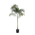 Rabo de Raposa Wodyetia bifurcata Pote 33 Planta Natural