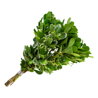 Ramo de Pittosporum Flor de Corte Planta Natural
