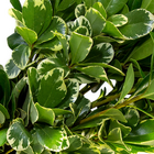 Ramo de Pittosporum Flor de Corte Planta Natural