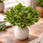 Ramo de Pittosporum Flor de Corte Planta Natural