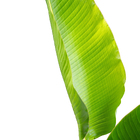 Ravenala Ravenala Madagascariensis Planta Natural