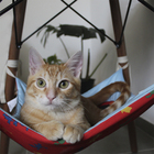 Rede De Gato Rainbow Disney