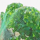 Rede Passarinheiro - Anti Pássaro (pombos E Outros) 3x2,5m