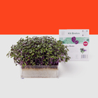 Refil Kit Brotos  Repolho Roxo