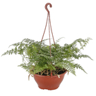 Renda francesa Cuia 21