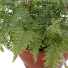 Renda francesa Cuia 21