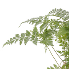 Renda francesa Cuia 21