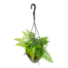 Renda francesa Cuia 21