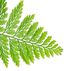 Renda francesa Cuia 21