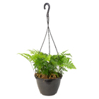 Renda francesa Cuia 21