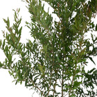 Romã Punica granatum Planta Natural