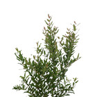 Romã Punica Granatum Planta Natural