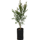 Romã Punica Granatum Planta Natural