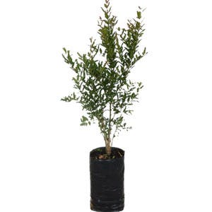 Romã Punica Granatum Planta Natural | Leroy Merlin
