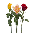 Rosa Botao 040 Cm Tubete