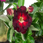 Rosa do Deserto Adenium obesum Dobrado Pote 11 Planta Natural