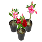 Rosa do Deserto Adenium obesum Dobrado Pote 15 Planta Natural