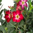 Rosa do Deserto Cuia 21