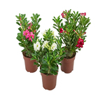 ROSA DO DESERTO DOBRADO P17