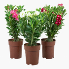 ROSA DO DESERTO DOBRADO P17