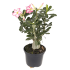 Rosa do Deserto Pote 15