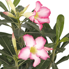 Rosa do Deserto Pote 15