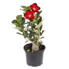 Rosa do Deserto Pote 15