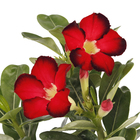 Rosa do Deserto Pote 15