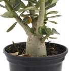 Rosa do Deserto Pote 15