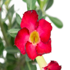 Rosa do Deserto Pote 24