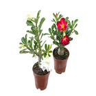 Rosa do Deserto Pote 24