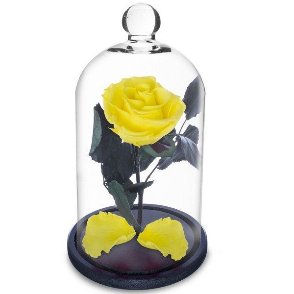 Rosa Encantada A Bela E A Fera Na Cúpula De Vidro Amarela