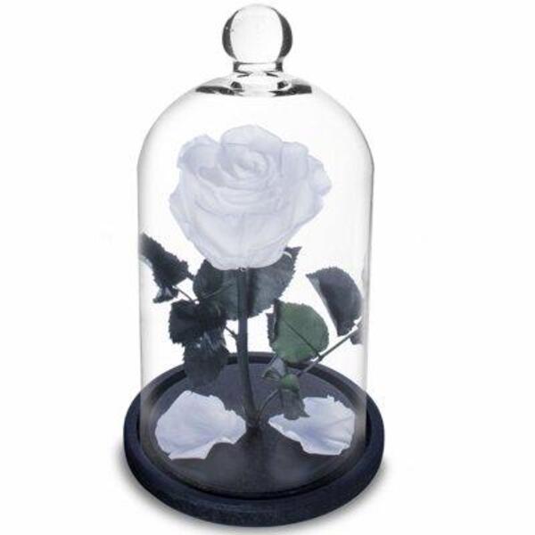Rosa Encantada A Bela E A Fera Na Cúpula De Vidro Branco