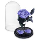 Rosa Encantada Rosa Eterna Na Cúpula De Vidro
