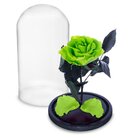 Rosa Encantada Rosa Eterna Na Cúpula De Vidro