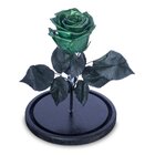 Rosa Encantada Rosa Eterna Na Cúpula De Vidro