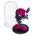 Rosa Encantada Rosa Eterna Na Cúpula De Vidro