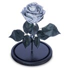 Rosa Encantada Rosa Eterna Na Cúpula De Vidro