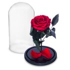 Rosa Encantada Rosa Eterna Na Cúpula De Vidro