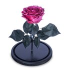 Rosa Encantada Rosa Eterna Na Cúpula De Vidro